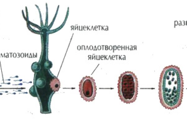 Кракен 12 сайт